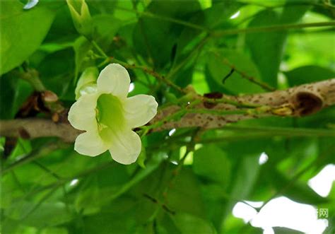 寶樹開花|【寶樹開花】揭秘綠寶樹的開花奇蹟：預兆、養護、綻放時刻